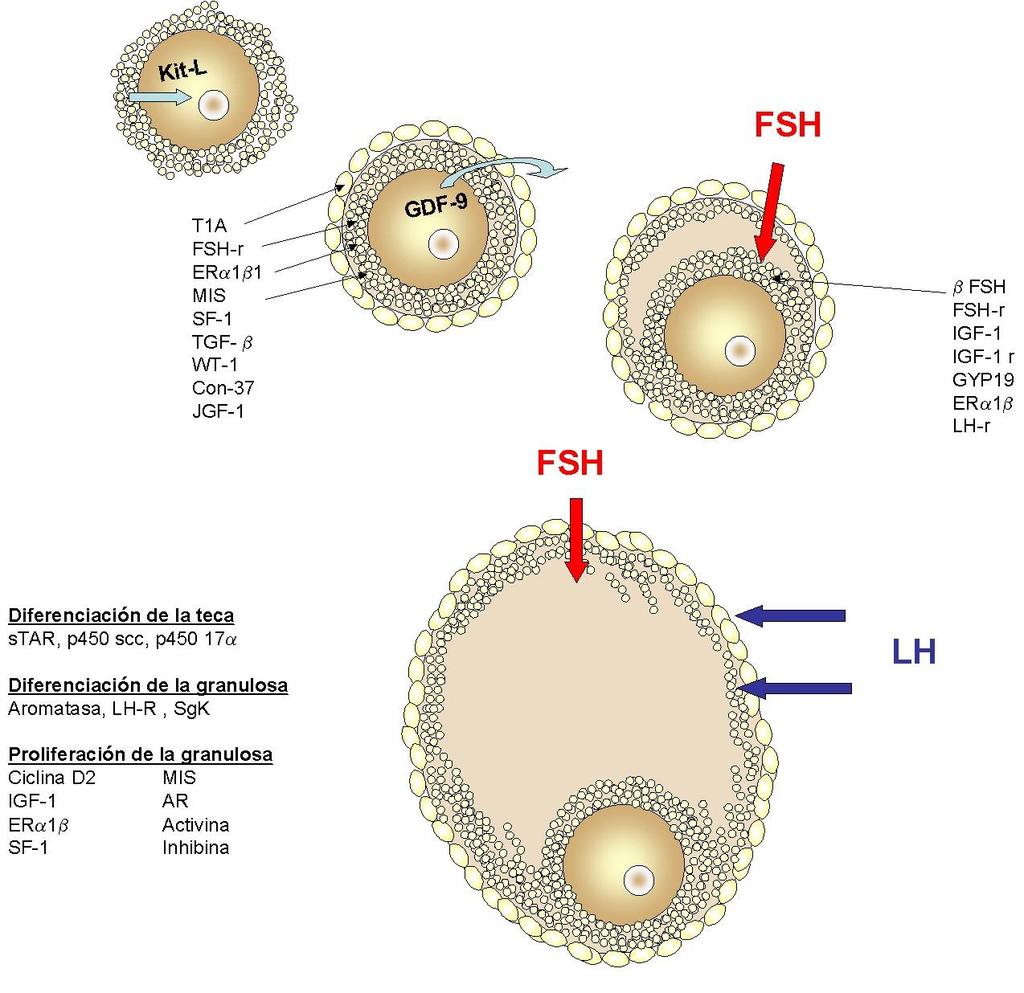 22 Ativina TGF β BMPs GDF-9 Kit-Ligand FSH FSHr IGFs IGFBPs LHr Lhcgr FSH FSHr LH LHr IGFBPs IGFs HAS-2 Ácido hialurônico CEEF PGs PGr Figura 3.