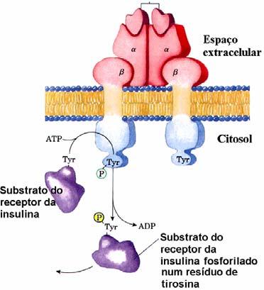 A complexidade dos processos de regulação de enzimas induzida por hormonas e