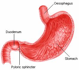 2- odificação covalente (fosforilação e defosforilação, clivagem hidrolítica ) 2.3- Ciclos de substratos ( fúteis ) 2.