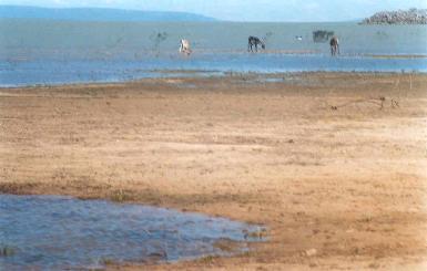 Programa de Abastecimento de Agua da População Rural Difusa do Nordeste INDICADORES DE DEMANDAS CONSUMO