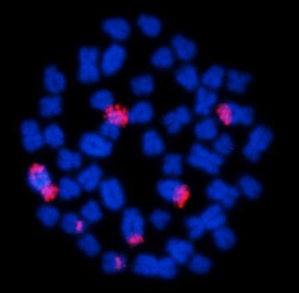 Em a, b e c Astyanax bockmanni; em d, e, f, g A.