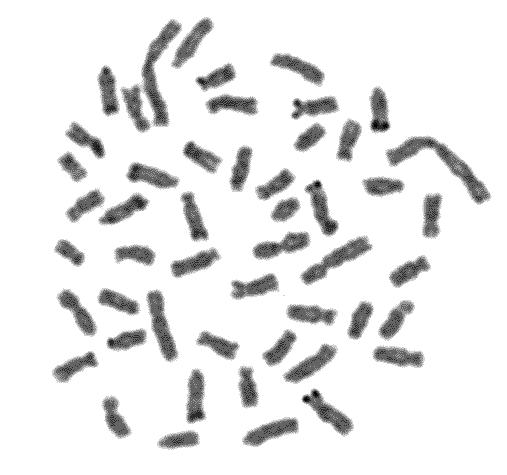 fasciatus são encontrados até quatro sítios (Daniel-Silva e Almeida-Toledo, 2001; Pazza et al., 2006). A espécie A.