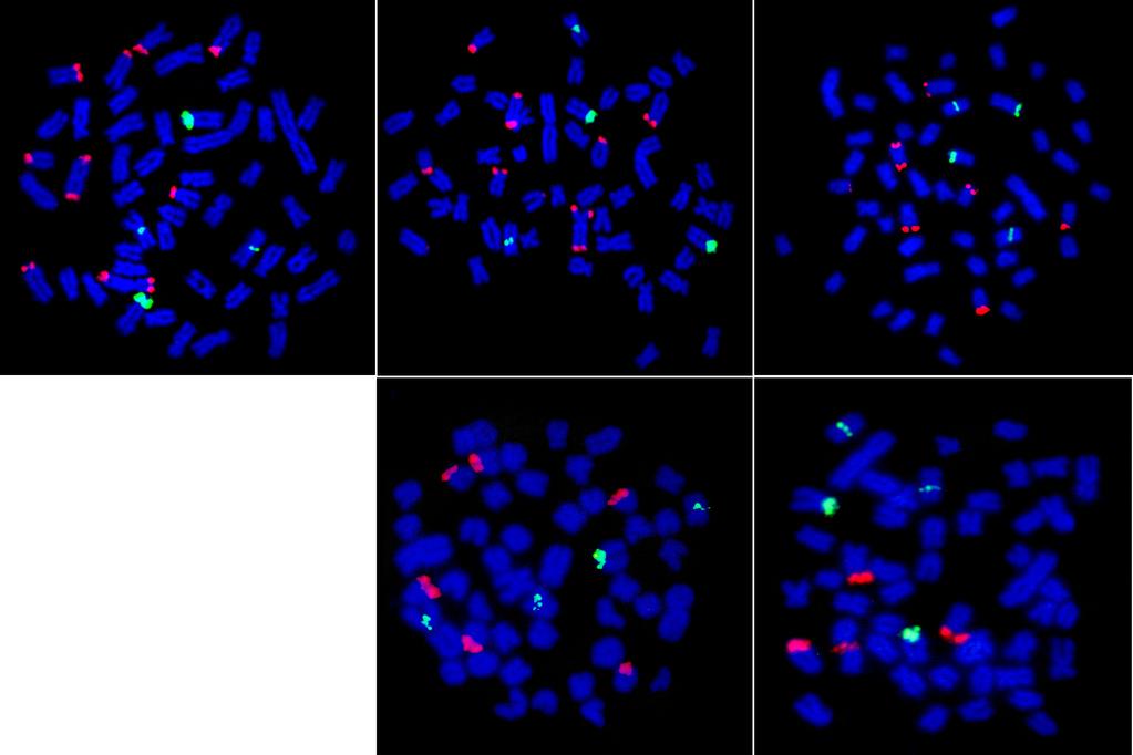 Resultados e Discussão - Capítulo 1 gênero Astyanax (Ferreira-Neto et al., 2009; Hashimoto et al., 2011; Daniel et al., 2012; Silva et al., 2013; Santos et al., 2013).