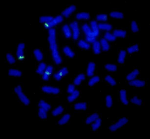 Resultados e Discussão Capítulo 2 a b c d e f Figura 1: Distribuição do gene para a histona H1 em