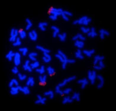 Apesar de estudos envolvendo o mapeamento físico de genes histônicos, principalmente a histona H3, serem