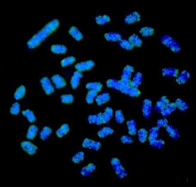 (2013) observaram uma distribuição dispersa do elemento Rex3 na maioria dos cromossomos. Em revisão, Ferreira et al.