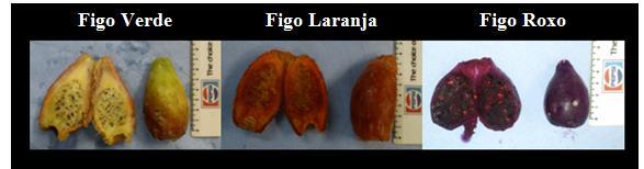 Anexo 1 Identificação das três variedades de figo de piteira estudadas Figura A1 Variedades utilizadas no projeto de investigação: figo