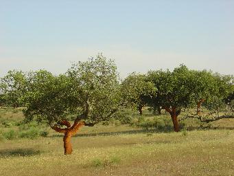 Habitats (Exemplos) 6310 - Montado Quercus spp.