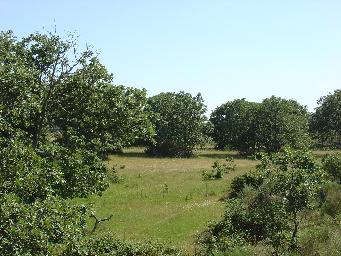 Habitats (Exemplos) 9230 Carvalhais galaico-portugueses de Quercus pyrenaica Comunidades clímaces dominadas por Q.