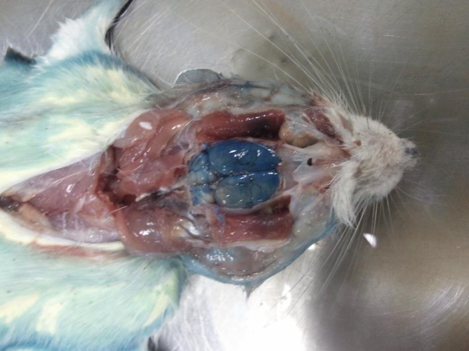 42 5.2.3.5 Infusão de azul de Evans e perfusão do encéfalo Foi realizada a infusão de 0,5 ml de azul de Evans à 2% na veia da cauda no 21º dia de gestação com uso de agulha de insulina (12,7mm).