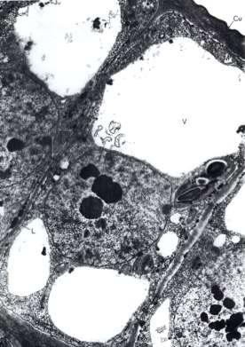 V células epidérmicas propriamente ditas - não têm meatos - têm protoplasma