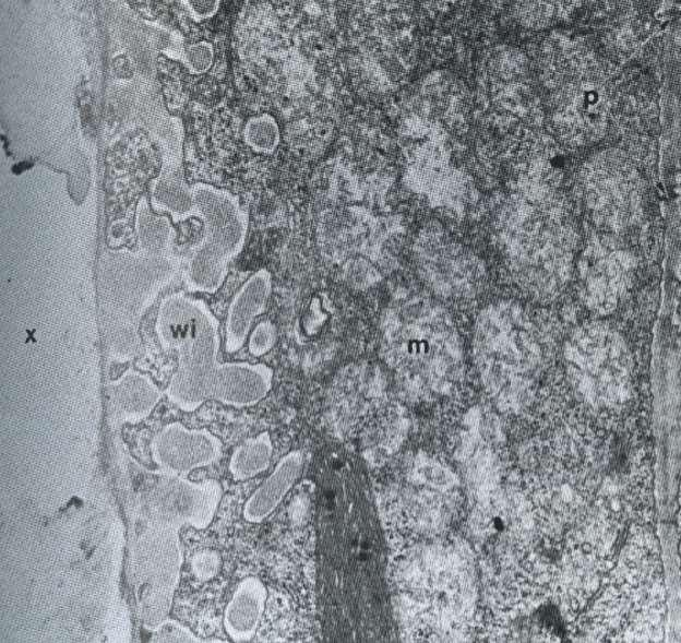 Parte duma célula de transferência do ápice caulinar de Galium aparine wi -