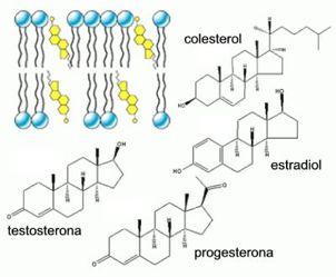ESTERÓIDES O colesterol se interpõe aos fosfolipídios das membranas celulares dos animais e