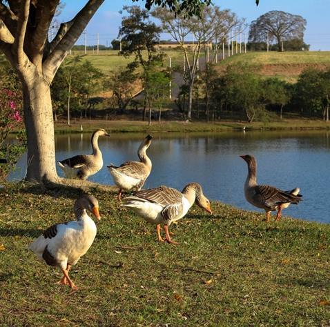 Os diferentes planejamentos urbanos se deparam, em algum momento, com a questão da sustentabilidade.