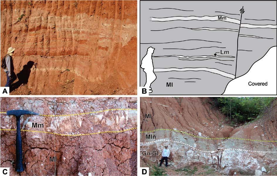 77 Figure 5.5 - Saline pan / Saline mudflat facies. (A) and (B) Laminated mudstone interbedded with lenticular bodies of limestone (Lm) and marl (Mm) interpreted as shallowing upward cycles.