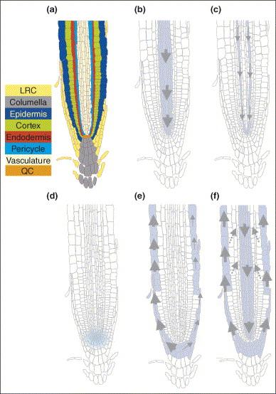 A tecidos da raiz Arabidopsis B- TPA nos primeiros 5 dias após a germinação C- após 5 d, transporte pelo floema predomina D- acúmulo de AIA no
