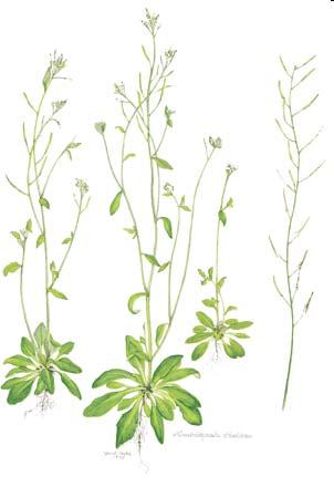 org arabidopsis.