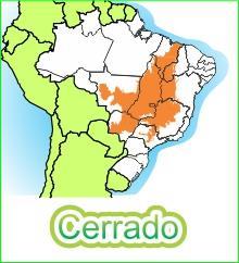 Tem praticamente a metade das aves e aproximadamente um terço (36%) dos mamíferos. Detém 5% da biodiversidade do Planeta e reconhecida como a savana mais rica do mundo.