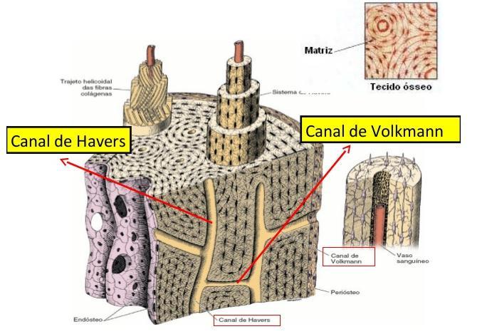 CANAIS CENTRAIS E PERFURANTES Os canais centrais (de Havers) comunicam-se entre si, com a cavidade medular e com a superfície externa do osso por meio de canais transversais ou oblíquos, chamados