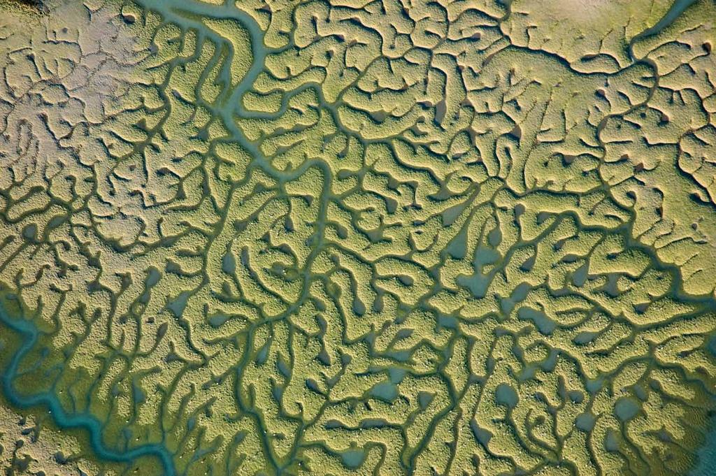 Rede dendrítica com estrutura fractal desenvolvida sobre a superfície interdital de um pântano de depósitos arenosos.