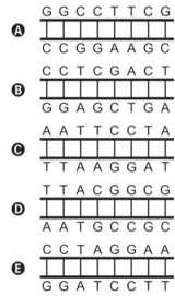 III. O DNA é formado por um único filamento enquanto que o RNA é formado por dois filamentos ligados entre si por pontes de hidrogênio. IV.