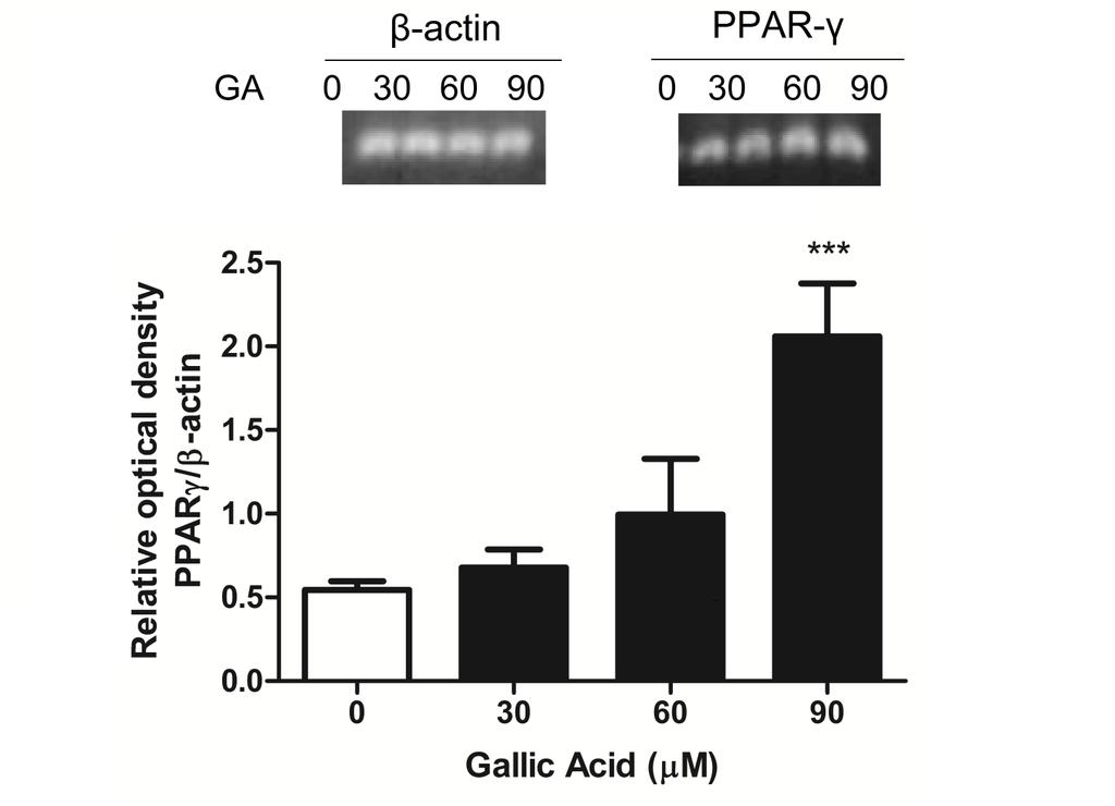 FIGURE 6 Figure 6 - Effects of GA on PPAR-γ mrna expression of GRX cells treated for 24 hours. β-actin was an internal control for equal loading.