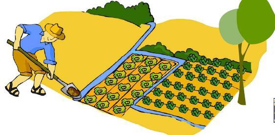 BOAS PRÁTICAS AGRÍCOLAS NA PRÉ-COLHEITA Preparar o solo - Respeitar a declividade do terreno onde vai se cultivar; - Realizar o cultivo