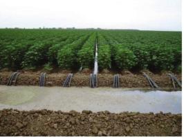 Em solos com menor capacidade de infiltração, as irrigações devem ser mais frequentes, aplicando-se uma menor lâmina de cada vez.