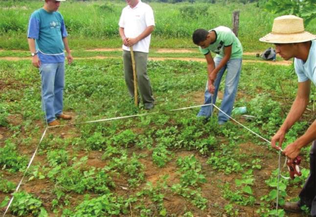 Manejo da Irrigação do Algodoeiro no Semiárido Fotos: Caio Vinicius Leite. 4 A B C D Figura 2.