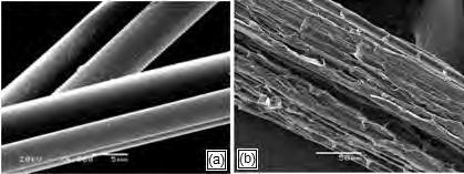 Figura 1. Espectroscopia eletrônica de Varredura: (a) fibra de resíduo têxtil, barra de escala; 5 µm; (b) fibra da coroa do abacaxi, barra de escala 50 µm.