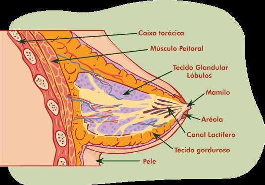 E as mamas? Ductos excretores: são tubos cuja parede é formada por células epiteliais (de revestimento) que servem de canal para a passagem de substâncias que serão excretadas.