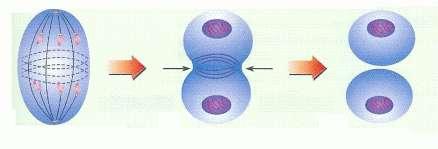 Citocinese Divisão do citoplasma com a formação de duas células-filhas idênticas. Leg.