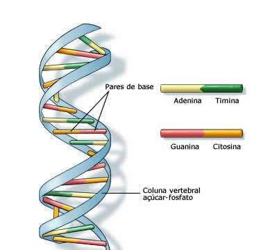 DNA A estrutura da molécula de ADN foi descoberta conjuntamente pelo norte-americano James Watson e pelo britânico Francis Crick em 7 de Março de 1953, o que lhes valeu o Prêmio Nobel de