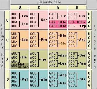 Genes Os genes são porções/segmentos de DNA, têm um determinado número de nucleótidos e uma ordem específica.