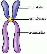 Cromossomas Os Cromossomas são moléculas de DNA que se enrolam às Proteínas (histonas) que têm como função dar forma ao cromossoma e regular a actividade do DNA.