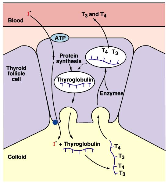 Síntese, armazenamento e secreção dos hormônios tireoideanos T3 e T4.