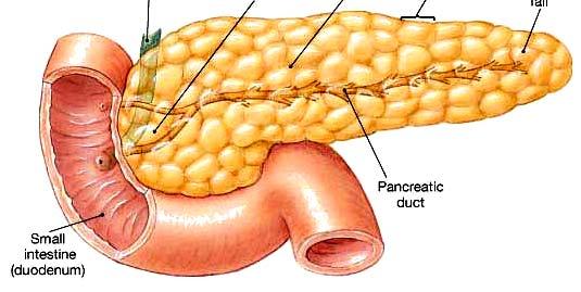 O pâncreas conecta-se à parte inicial do intestino delgado