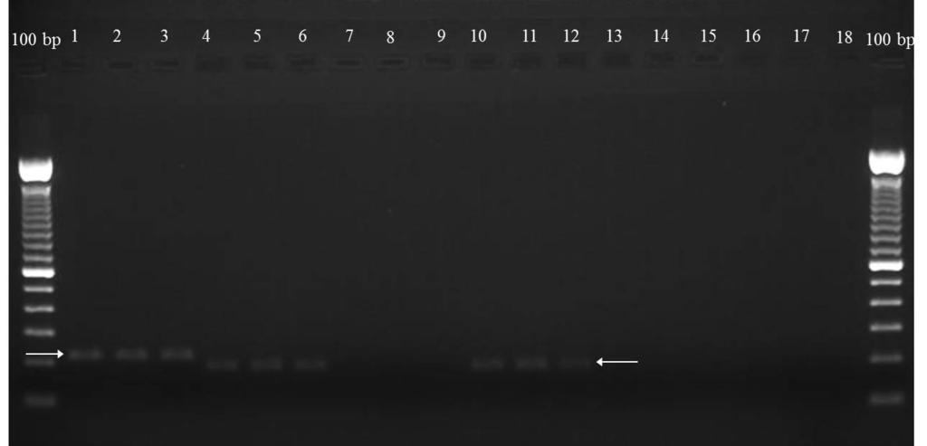 95 337 338 339 340 341 342 343 344 345 Fig. 2. Banding pattern in 1,5% agarose gel for amplified products of the indel de 63 bp of exon 3 of the Hco-acr-8 gene in Haemonchus contortus.