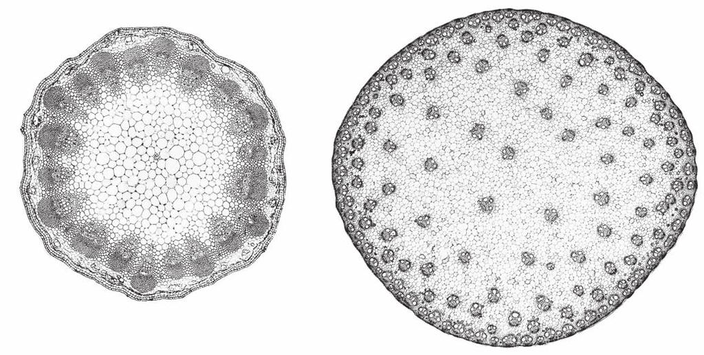 34 Anatomia das Plantas de Esau 1 mm 1 mm A B FIGURA 1.4 Tipos de anatomia caulinar em angiospermas.