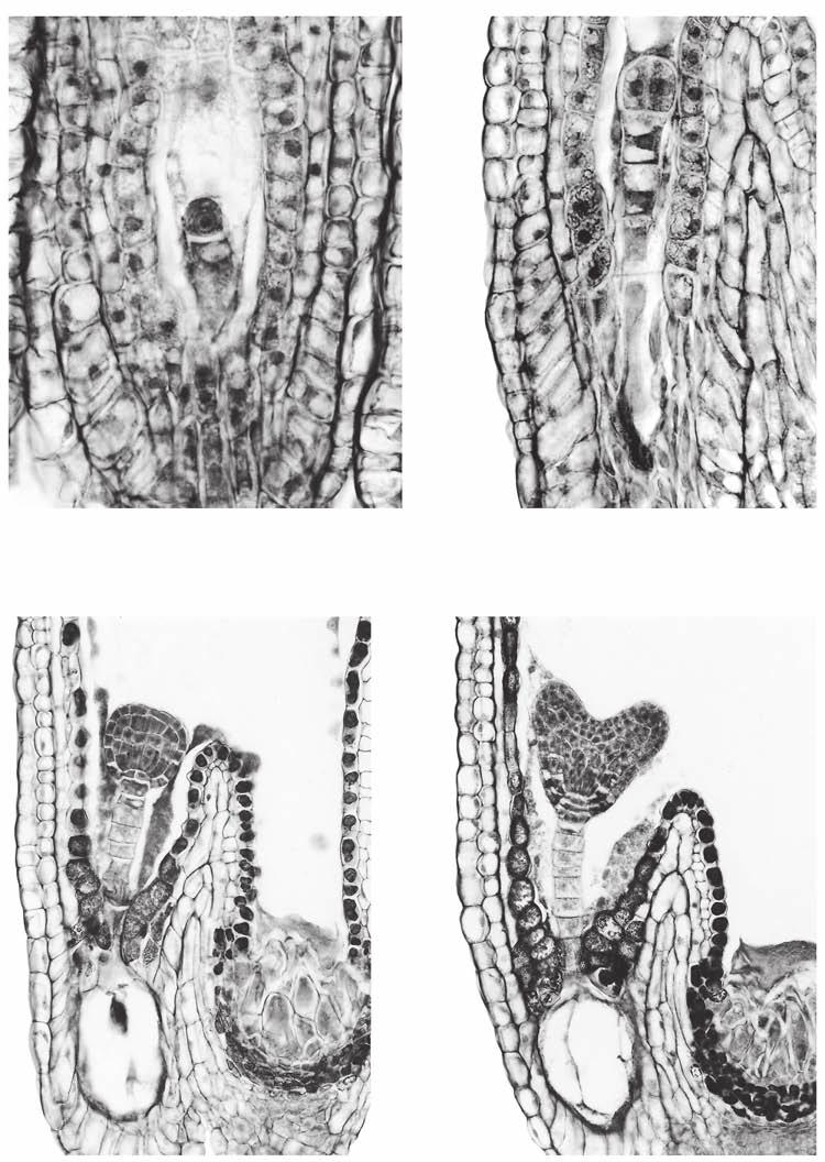 Estrutura e desenvolvimento do corpo vegetal uma visão geral 37 Saco embrionário Endosperma Proembrião com duas células A 20 µm 20 µm Suspensor com célula basal B Protoderme Endosperma Cotilédones