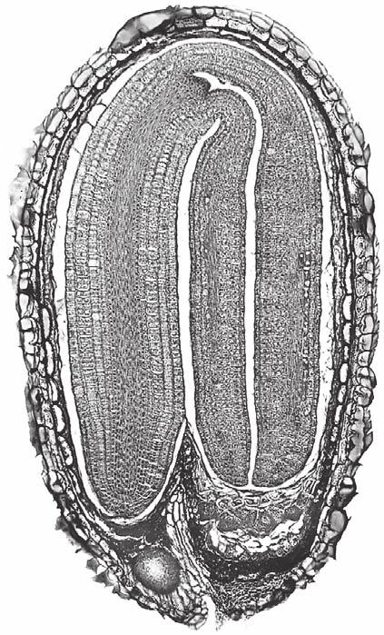 40 Anatomia das Plantas de Esau Hipocótilo Radícula Meristema apical radicular FIGURA 1.