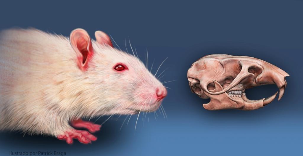 Métodos 21 3.1 Desenho do estudo Estudo experimental prospectivo do tipo caso-controle envolvendo 28 ratos submetidos à reparação de falhas ósseas na região alveolar. 3.2 Casuística/Amostra Para o experimento, foram selecionados ratos adultos (Rattus Norvegicus Albinus), da linhagem Wistar, machos, com o peso variando entre 300 a 370g.