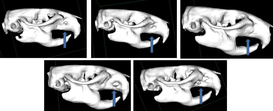 Resultados 40 Figura 13- Exames de tomografia computadorizada nos animais do grupo 2 após 8