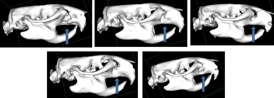 A seta azul indica a região da falha óssea reparada com o osso bovino mineral Figura 14-