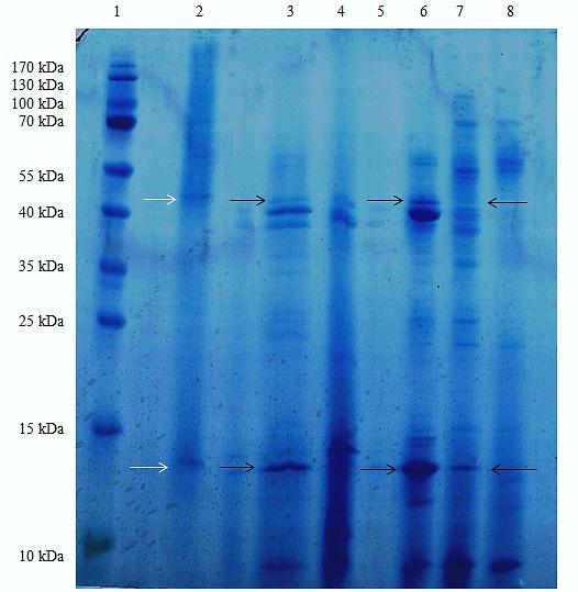 Os melhores resultados para a concentração da enzima tirosinase do extrato enzimático, a partir do macrofungo Agaricus bisporus, foram obtidos nos intervalos de saturação de 40-60%.