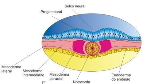 Metamerização do mesoderme (Somitogênese) Mesoderme tecido indiferenciado Posteriormente