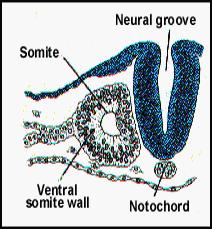 neural Parede ventral