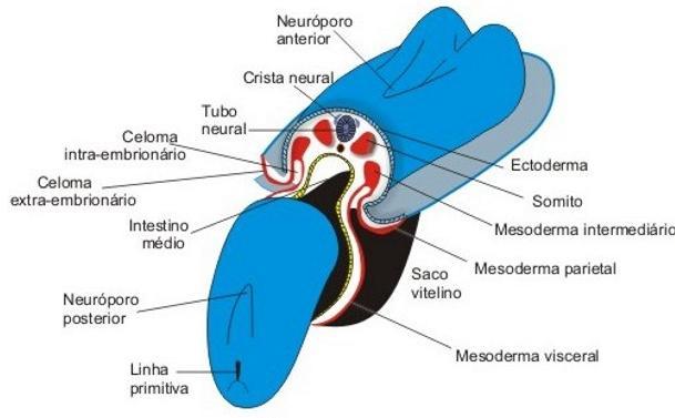 Mesoderme intermediário originará