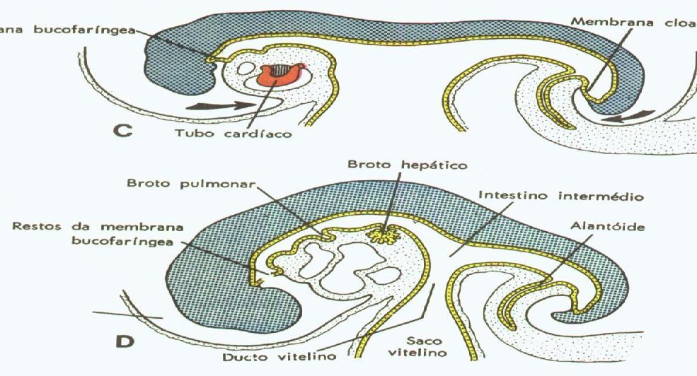Dobra cefálica - Formação do intestino anterior - Cavidade