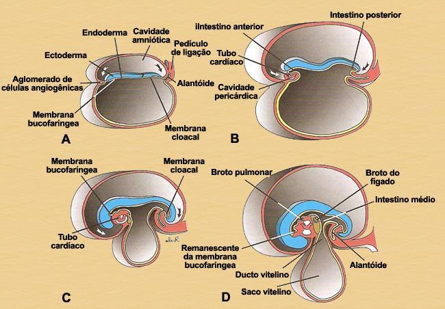 intestino posterior Membrana cloacal anterior médio posterior